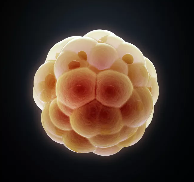 卵巢早衰和卵泡质量有什么关系 如何预防卵泡发育不成熟