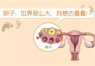 卵巢早衰和卵泡质量有什么关系 如何预防卵泡发育不成熟
