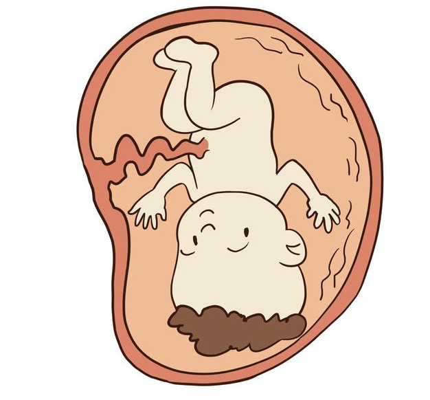 怎么看胎儿的头和脚在哪里 靠“摸”可以判断出胎儿头脚在哪里吗