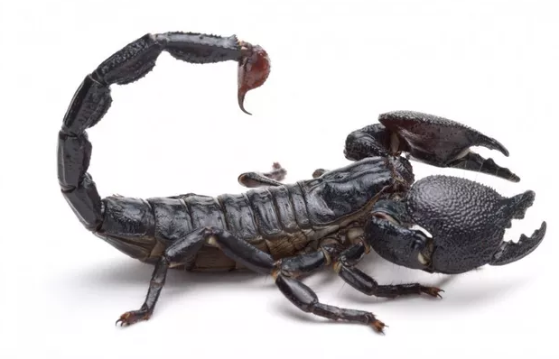 吃蝎子可以助孕吗 这些备孕偏方不可信
