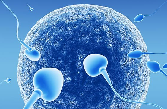 男性的精子能在女性体内存活多久 精子和卵子需要多长时间结合