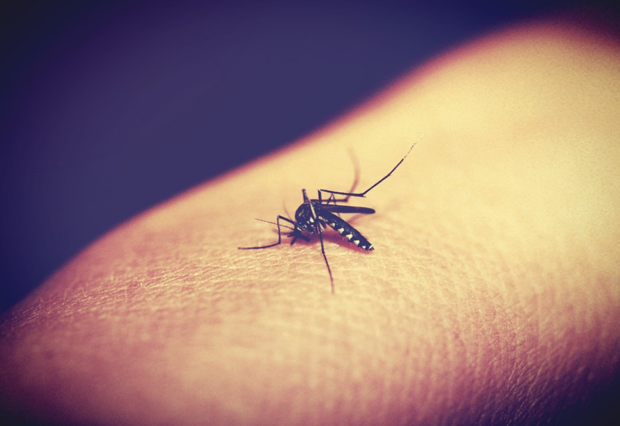 如何避免孩子被蚊虫咬 怎么解决孩子被蚊虫咬的问题
