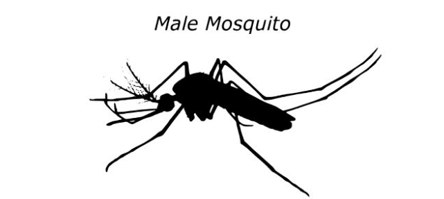 驱蚊贴和驱蚊手环真的有用吗 正确的驱蚊方法