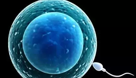 卵泡的大小和性别有关系吗 卵泡质量好胎儿会更健康吗