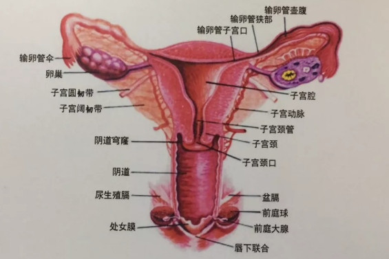 备孕多久不孕需要检查输卵管 备孕怎么去查输卵管问题