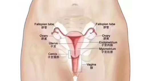 患上子宫肌瘤不想开刀能怀孕吗 子宫肌瘤的影响有哪些