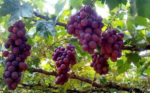 哺乳期吃葡萄能补血吗 哺乳期吃葡萄好还是葡萄干好