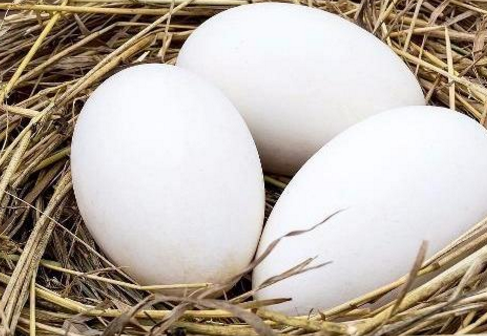 怀孕几个月吃鹅蛋比较好 孕期孕妇吃鹅蛋有什么好处