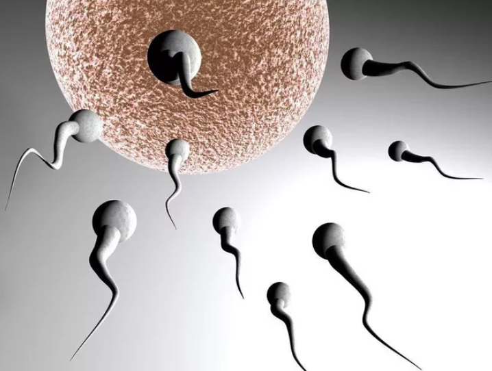 精子的成长发育过程是怎样的 男性精子会越用越少吗