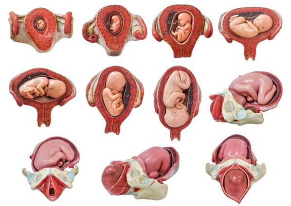 胎儿入盆就要入院待产了吗 如何从从肚型上看胎儿入没入盆