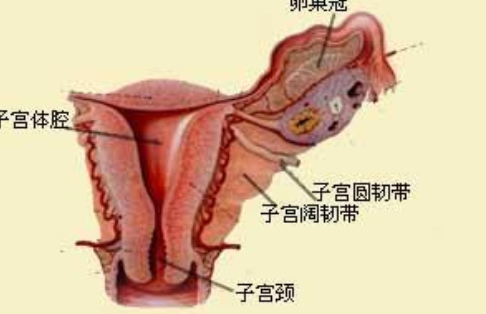 子宫内膜息肉患能吃黄体酮治疗吗 子宫息肉可以自然消退吗