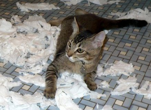 用过的卫生纸属于什么垃圾 用过的卫生纸是湿垃圾吗