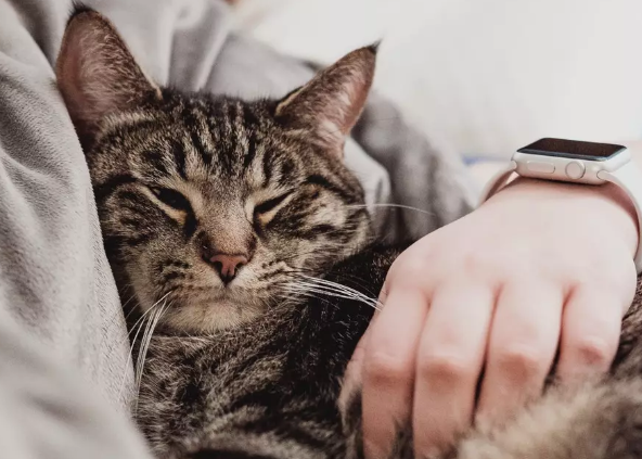人和猫一起睡觉有什么影响 和猫睡觉增加患病风险真的吗