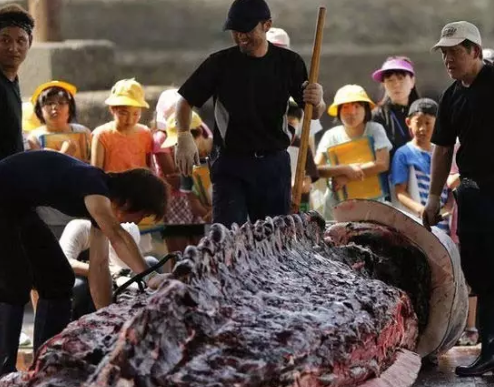 日本组织小学生观看杀鲸鱼原因 日本组织小学生看杀鲸鱼怎么回事
