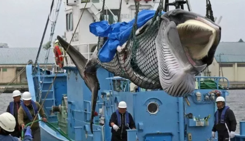 日本组织小学生观看杀鲸鱼原因 日本组织小学生看杀鲸鱼怎么回事