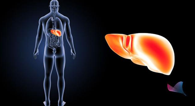 得了脂肪肝有什么危害 患有脂肪肝怎么治疗