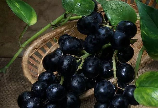 中秋节为什么要吃葡萄 中秋节吃葡萄代表什么