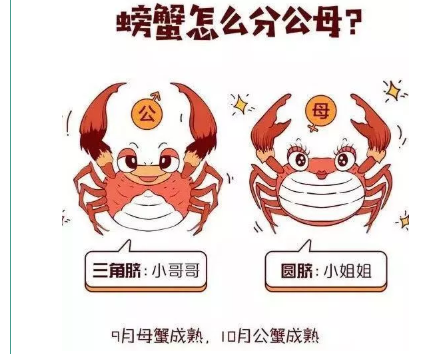 螃蟹怎么挑选蟹黄多的 螃蟹怎么挑选公母