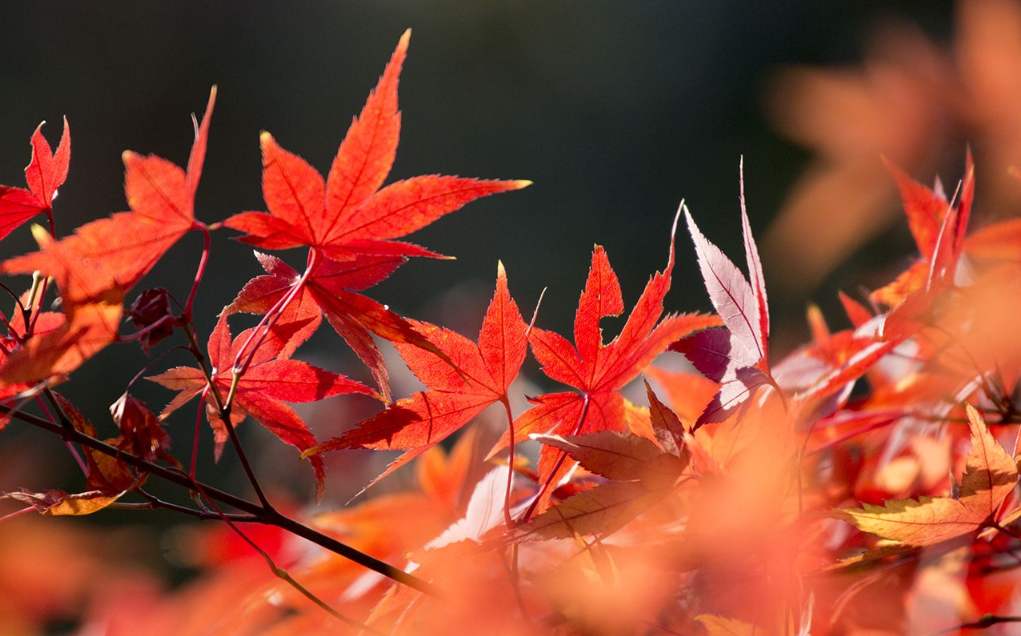 1,秋天,那遍布山坡的枫树红叶,这些红叶的外形都不一样,有的长圆,有的
