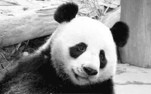 旅泰大熊猫创创死亡结果通报 熊猫创创死亡的原因是什么