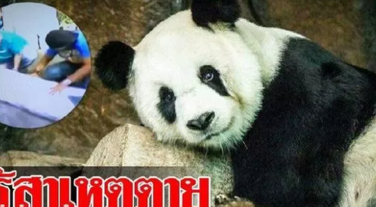 旅泰大熊猫创创死亡结果通报 熊猫创创死亡的原因是什么