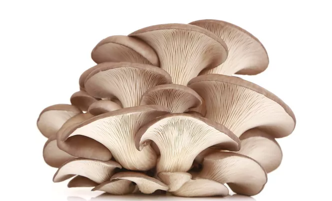 蘑菇|多吃蘑菇可以有效降低患前列腺癌风险吗 经常吃蘑菇有什么好处