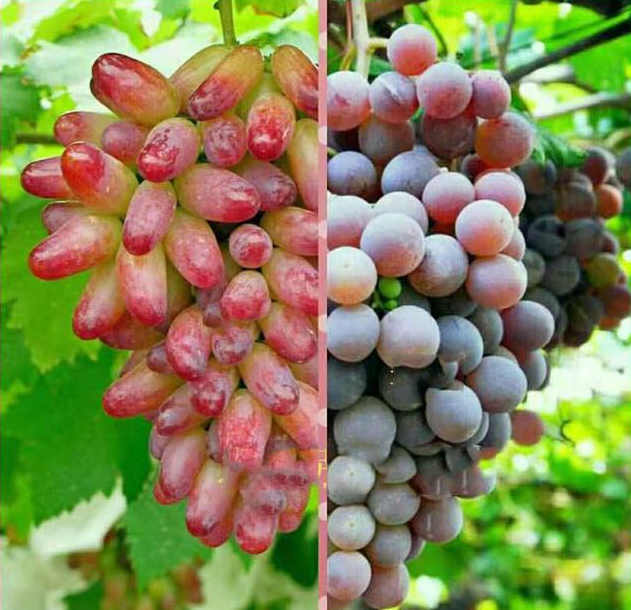 葡萄和提子哪个更有营养 葡萄和提子有什么区别