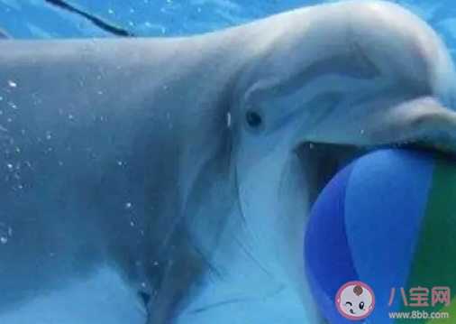海豚为什么喜欢蹭孕妇的肚子 海豚蹭孕妇的肚子有什么科学依据