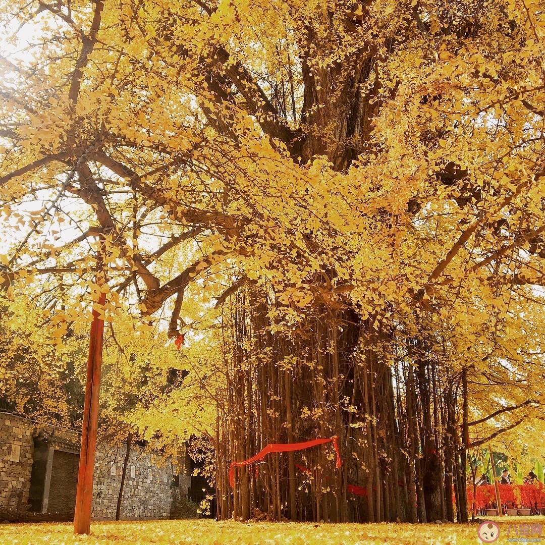 西安千年银杏古树在哪可以观看 西安千年银杏古树火遍全网图片
