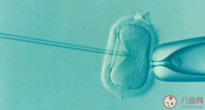 备孕女性吃什么补卵子 卵子质量差怀孕会怎样