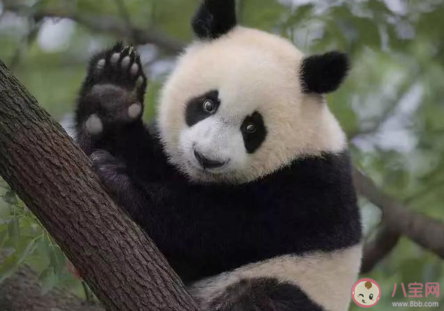 熊猫到底有几根手指 关于大熊猫的冷知识分享