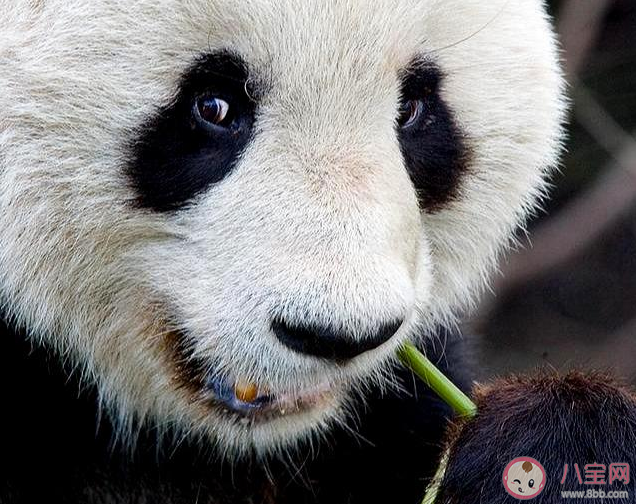 熊猫到底有几根手指 关于大熊猫的冷知识分享