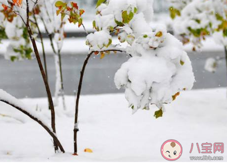 今日大雪精选暖心祝福语说说朋友圈 今日大雪的暖心微信句子大全