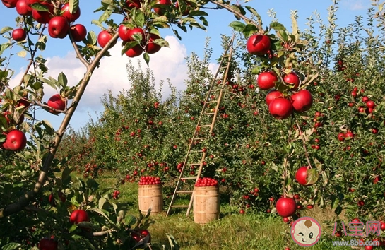 气候变化会使苹果变味吗 气候变化对食物的影响