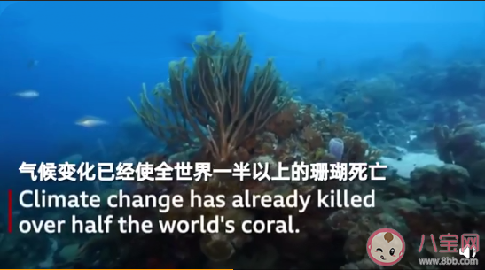 全球超一半珊瑚已死亡是怎么回事 全球超一半珊瑚已死亡为什么
