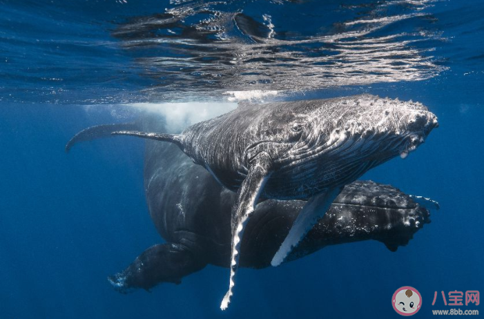 抖音托鲸是什么意思什么梗 抖音托鲸的梗出处是什么