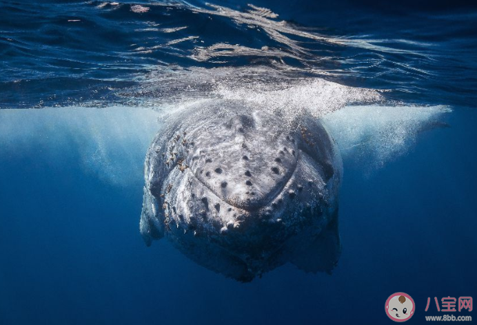 抖音托鲸是什么意思什么梗 抖音托鲸的梗出处是什么