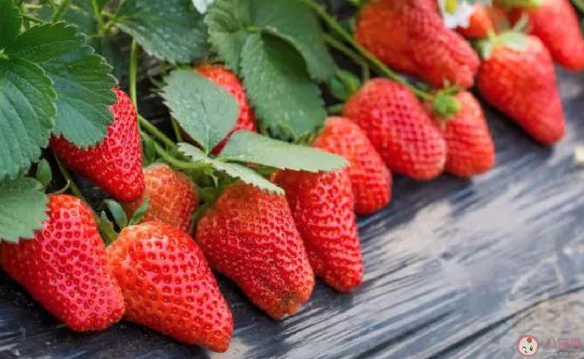 网上买草莓要怎么看好坏 网上买草莓要注意什么
