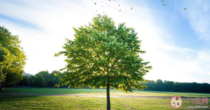 2020疫情期间关于植树节的祝福语句子大全 2020疫情之下的植树节祝福语合集