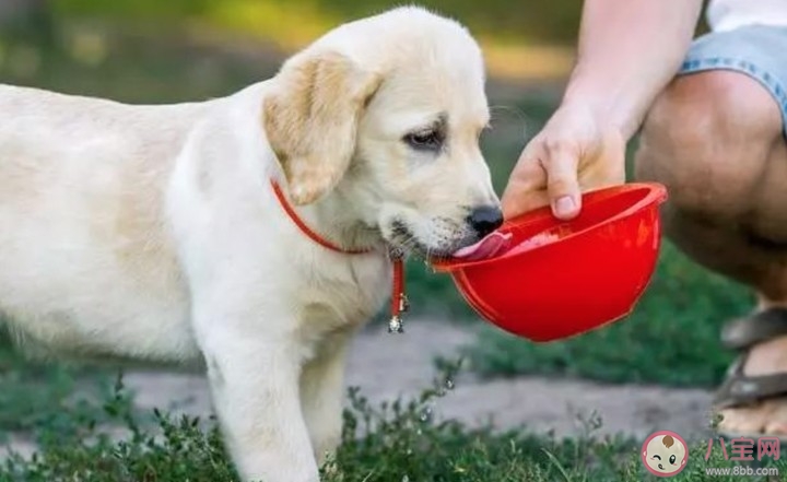 狗狗不喝水怎么办 狗狗吃饭正常但是不喝水是怎么回事