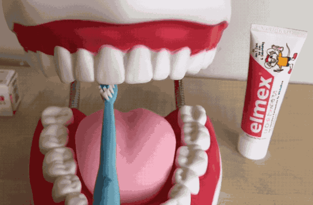 孩子长牙齿的顺序是什么样的 孩子出牙后要怎么给孩子进行清洁