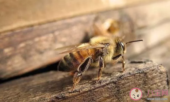 被蜜蜂蛰到了怎么办  被蜜蜂蛰了怎么办消肿止痛