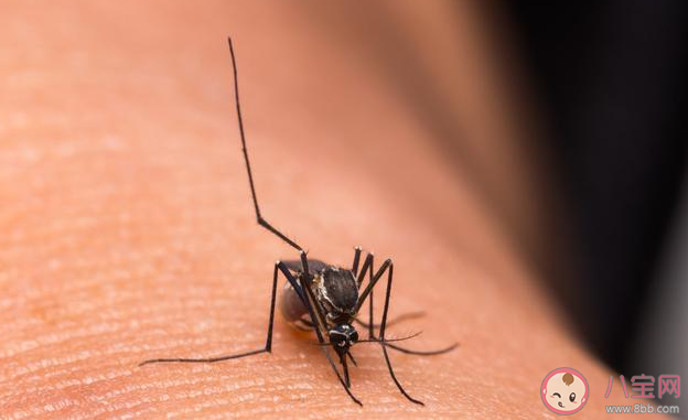 蚊子会传播新冠病毒吗 蚊子能够传播哪些疾病