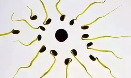 精子畸形会造成胎儿畸形吗 精子畸形率高怎么办