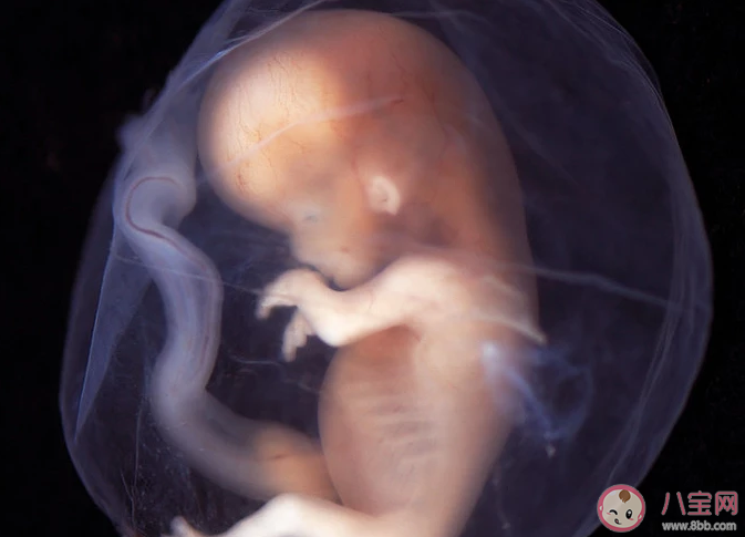 胎心率是怎么看男女的 胎心率和宝宝性别有关吗