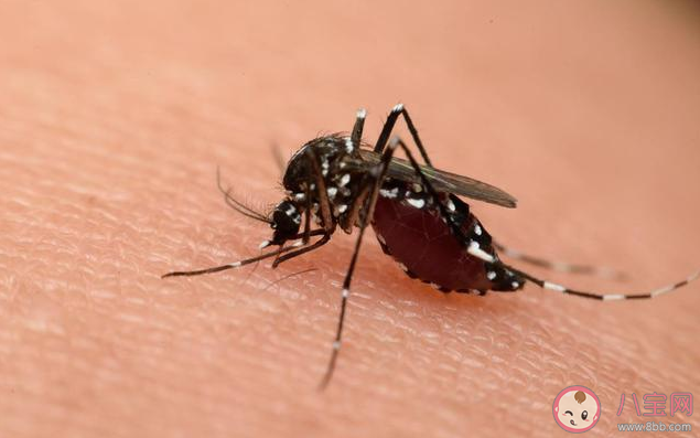 蚊子吸血是因为血太甜了吗 蚊子为什么要吸血