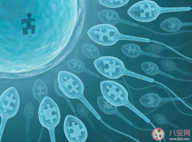 胎儿|胎儿性别是怎么发育形成的 胎儿性别发育在多少周