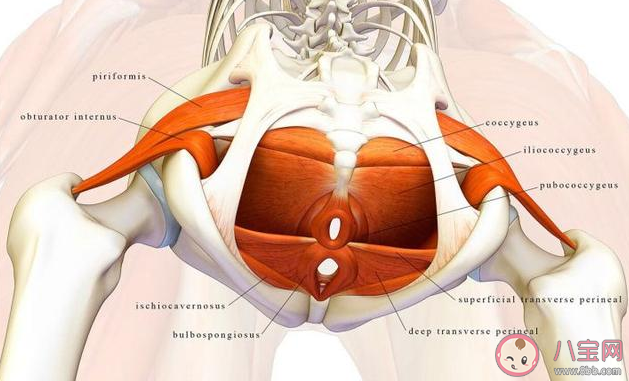 顺产和剖腹产哪个更伤盆底肌 盆底损伤对女性健康有哪些伤害