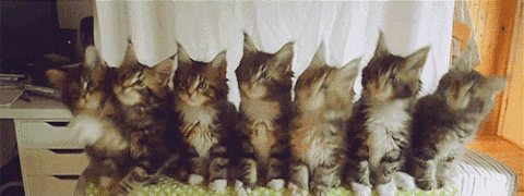五只小猫摇头表情包动图 无价之姐主题曲摇头表情包