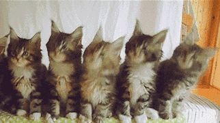 抖音五只猫摇头表情包动图 五只猫点头表情包怎么发